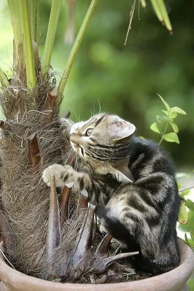 Cat - Tabby kitten playing with  /  eating house plant