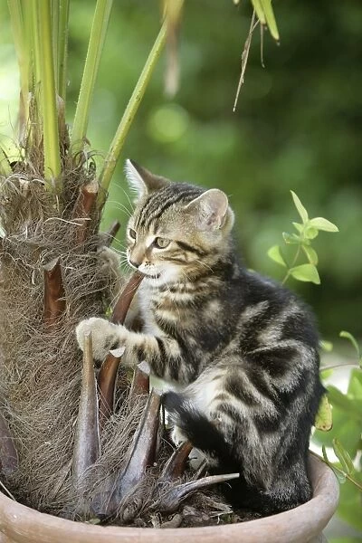 Cat - Tabby kitten playing with  /  eating house plant