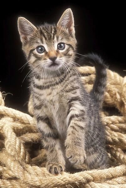 CAT - Tabby kitten in rope