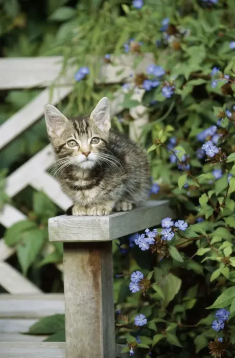 Framed Print : Cat - tabby kitten sitting on bench in garden Framed Print : Cat - tabby kitten sitting on bench in garden