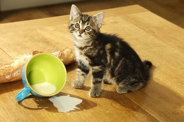 CAT - Tabby Kitten sitting by split mug of milk