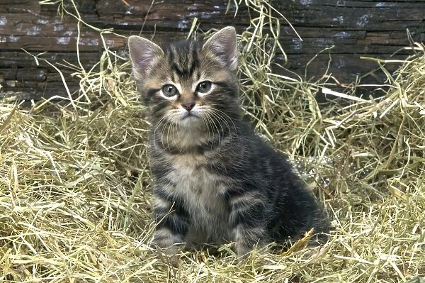 Cat - Tabby Kitten sitting in straw