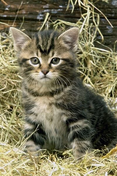 Cat - Tabby Kitten sitting in straw