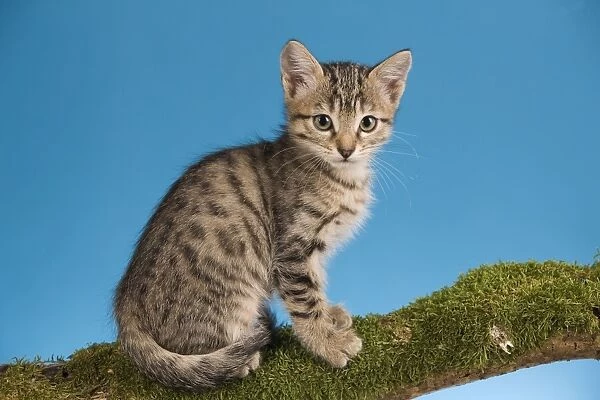 Cat - tabby kitten sitting on tree branch