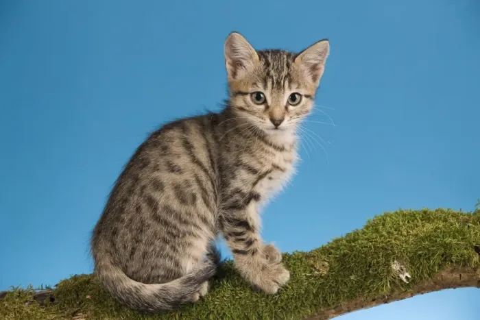 Framed Print : Cat - tabby kitten sitting on tree branch