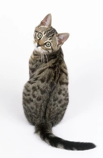CAT - Tabby kitten, sitting, back view