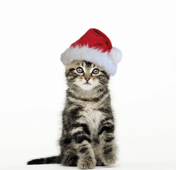 Cat - Tabby kitten sitting down wearing Christmas hat