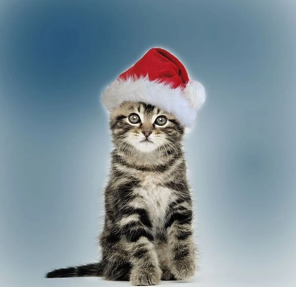 Cat - Tabby kitten sitting down wearing Christmas hat