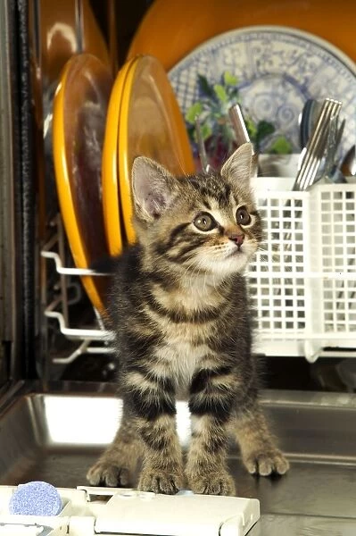 CAT - Tabby kitten standing in dishwasher