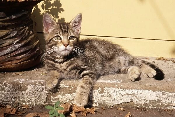 CAT - Tabby Kitten - on step