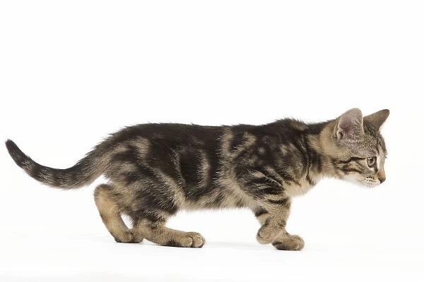 Cat - tabby kitten in studio