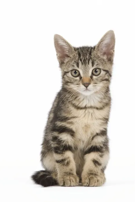 Framed Print : Cat - tabby kitten in studio Framed Print : Cat - tabby kitten in studio