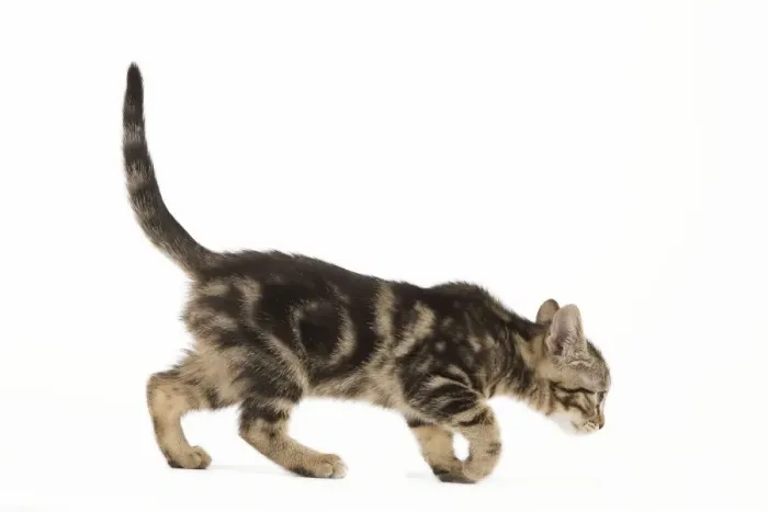 Framed Print : Cat - tabby kitten in studio