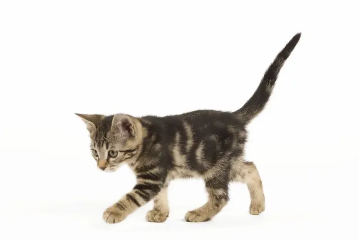 Framed Print : Cat - tabby kitten in studio Framed Print : Cat - tabby kitten in studio