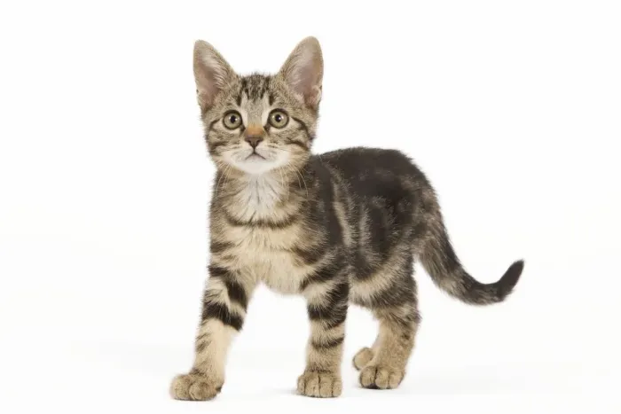 Framed Print : Cat - tabby kitten in studio Framed Print : Cat - tabby kitten in studio