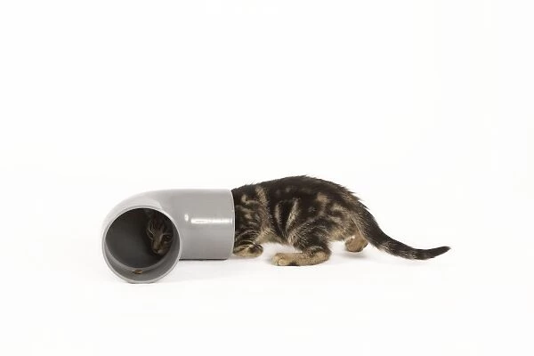 Cat - tabby kitten in studio investigating pipe