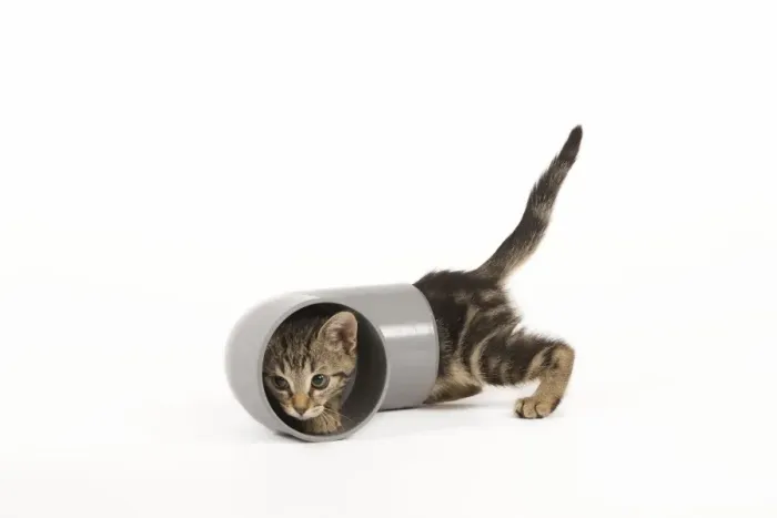Framed Print : Cat - tabby kitten in studio investigating piping Framed Print : Cat - tabby kitten in studio investigating piping