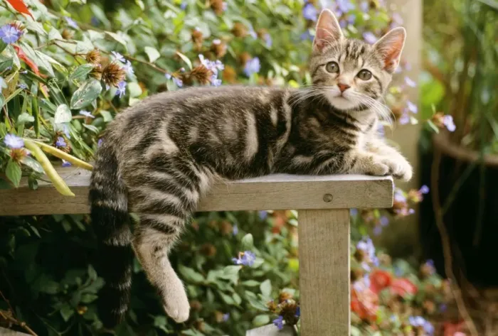 Framed Print : Cat - tabby kitten on table, with hind leg and tail over-hanging Framed Print : Cat - tabby kitten on table, with hind leg and tail over-hanging