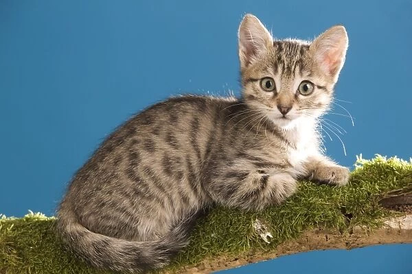 Cat - tabby kitten on tree branch