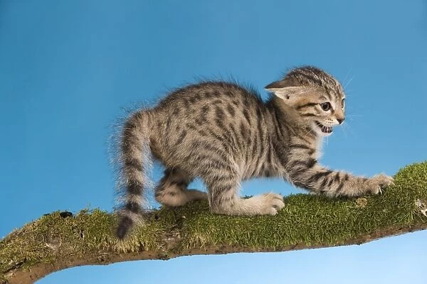 Cat - tabby kitten on tree branch in defensive posture - witht tail fluffed up