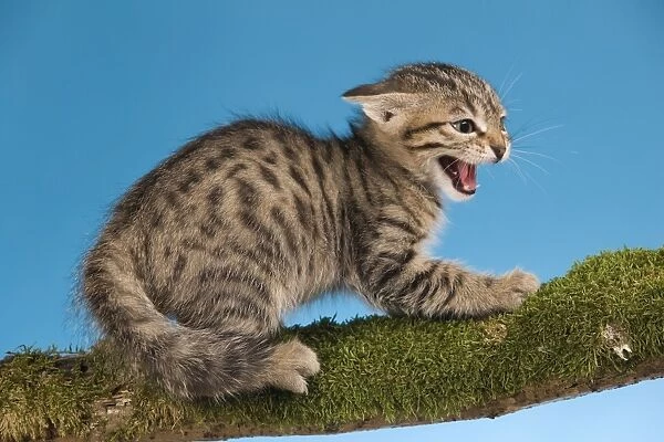 Cat - tabby kitten on tree branch in defensive posture - snarling