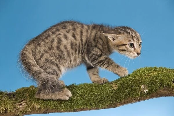 Cat - tabby kitten on tree branch in defensive posture