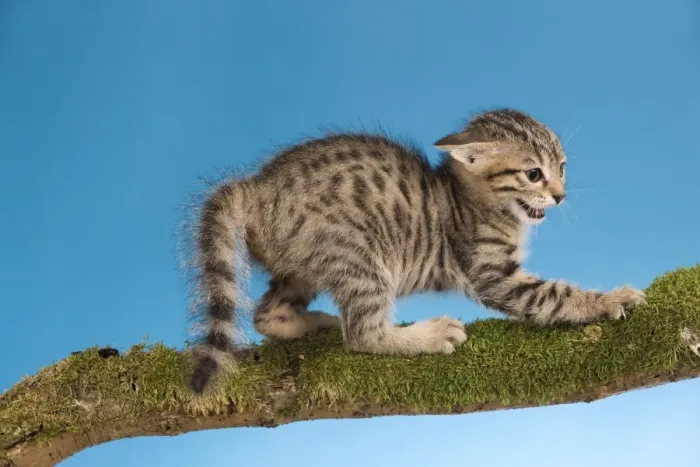 Framed Print : Cat - tabby kitten on tree branch in defensive posture - witht tail fluffed up Framed Print : Cat - tabby kitten on tree branch in defensive posture - witht tail fluffed up