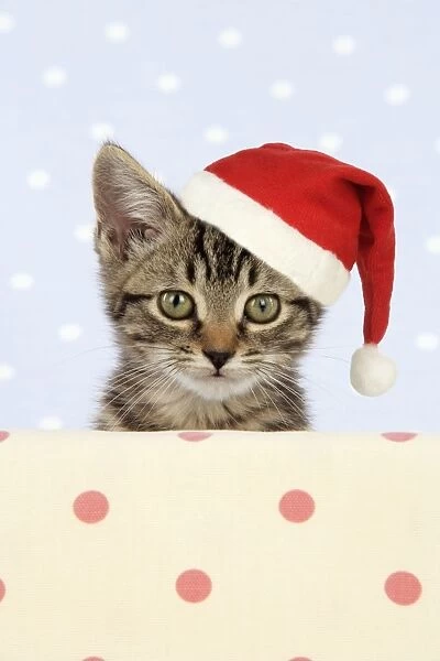 CAT. Tabby kitten wearing a Christmas hat Digital Manipulatio: hat (JD)