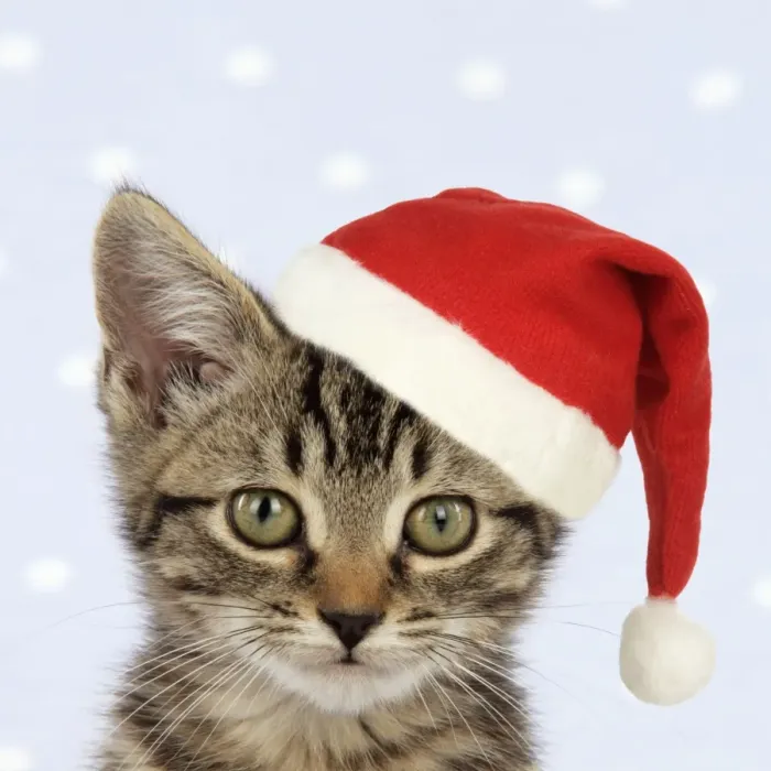 Framed Print : CAT. Tabby kitten wearing a Christmas hat Digital Manipulatio: hat (JD) Framed Print : CAT. Tabby kitten wearing a Christmas hat Digital Manipulatio: hat (JD)