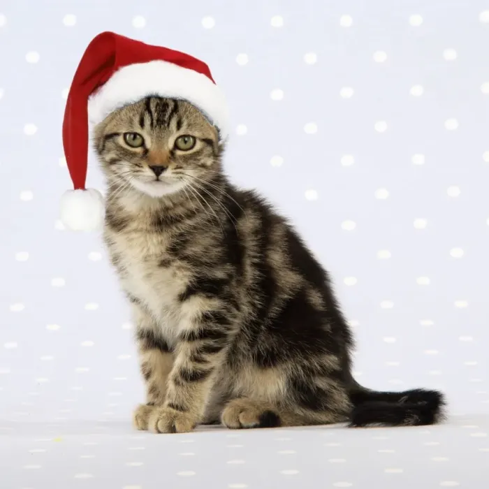 Framed Print : Cat - tabby kitten wearing Christmas hat Digital Manipulation Framed Print : Cat - tabby kitten wearing Christmas hat Digital Manipulation
