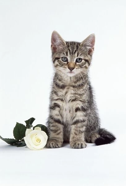 CAT - tabby kitten with white rose