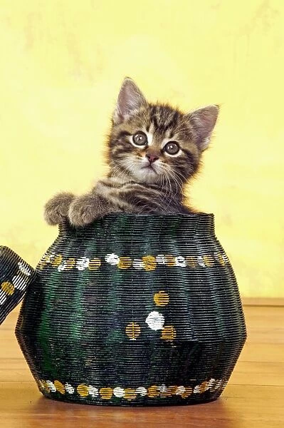 Cat - Tabby kitten in wicker pot