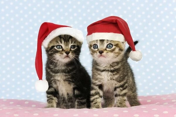 Cat. Tabby Kittens (6 weeks old) wearing Christmas hats Digital Manipulation: Hats JD