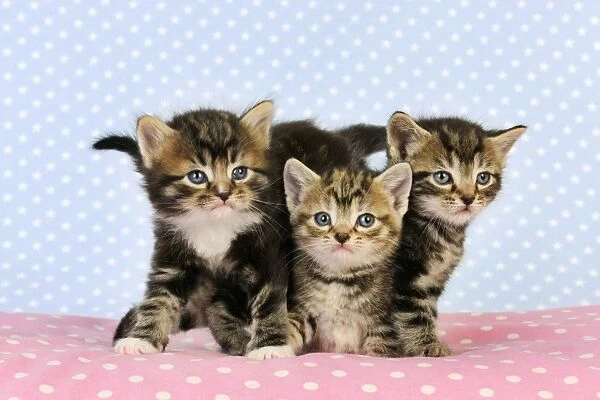 Cat. Tabby Kittens (6 weeks old)