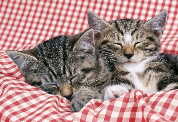 Cat Tabby kittens asleep on gingham