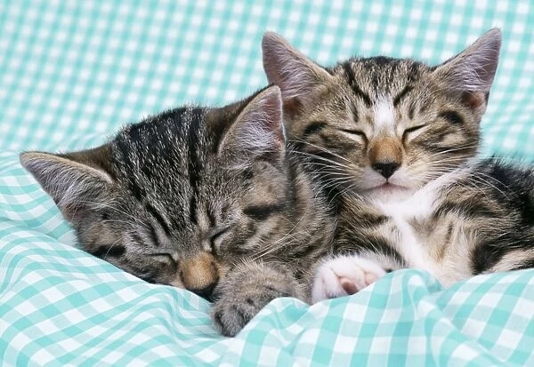 CAT - tabby kittens asleep on gingham