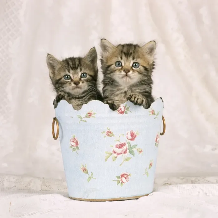 Framed Print : Cat - Tabby kittens in flowery pot Framed Print : Cat - Tabby kittens in flowery pot