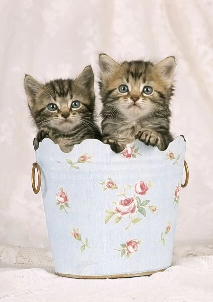 Cat - Tabby kittens in flowery pot