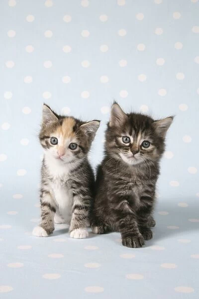 Cat - Two tabby kittens sitting together