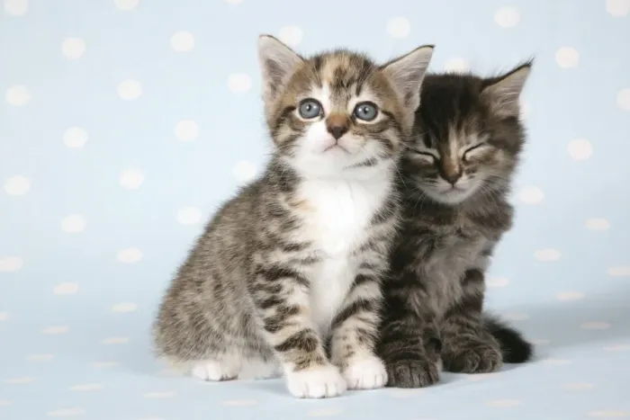 Framed Print : Cat - Two tabby kittens sitting together, one sleepy Framed Print : Cat - Two tabby kittens sitting together, one sleepy