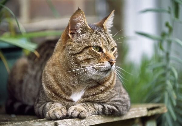 Cat - Tabby - lying on table in garden