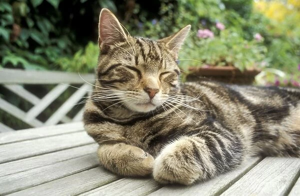 Cat Tabby sleeping on garden table