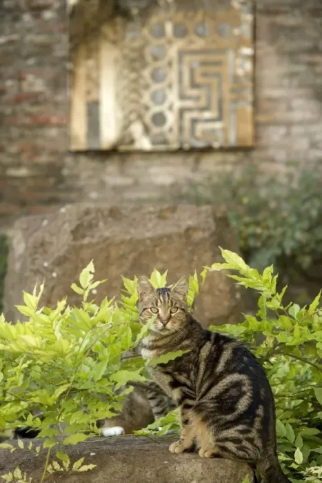 Framed Print : Cat - Tabby on stone wall - pyramid of Caius Cestius - Rome - Italy Framed Print : Cat - Tabby on stone wall - pyramid of Caius Cestius - Rome - Italy