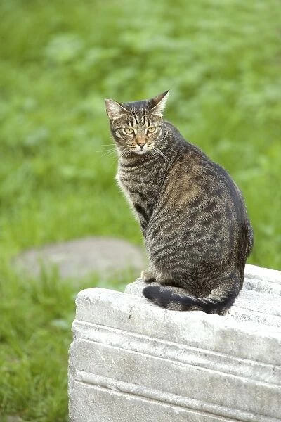 Cat - Tabby on stone wall - Rome - Italy