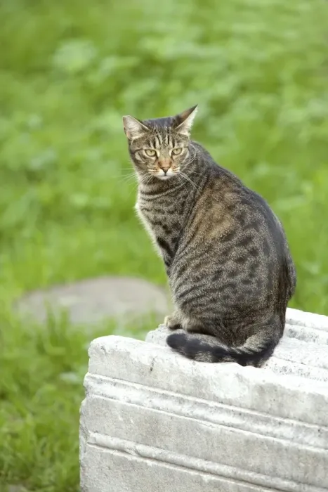 Framed Print : Cat - Tabby on stone wall - Rome - Italy Framed Print : Cat - Tabby on stone wall - Rome - Italy