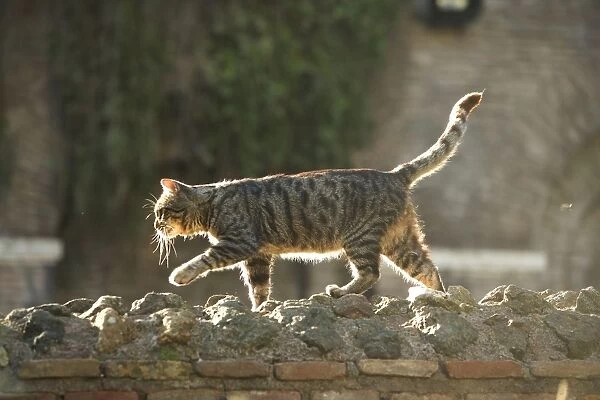 Cat - Tabby walking on stone wall - pyramid of Caius Cestius - Rome - Italy