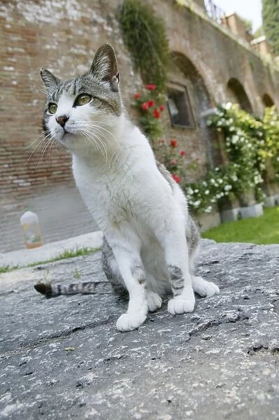 CAT - Tabby and white cat sitting Rome, Italy