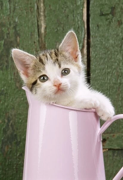 Cat - Tabby & White kitten in pink jug