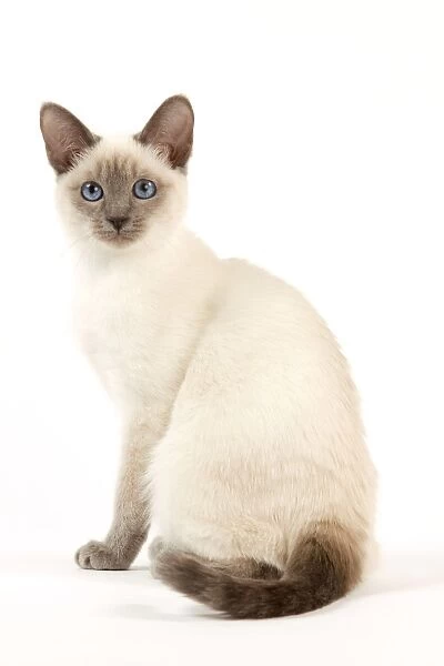 Cat - Thai - Kitten