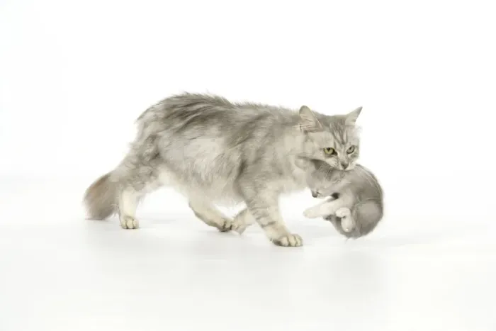 Framed Print : Cat. Tiffanie cat. Mother carrying six week old kitten Framed Print : Cat. Tiffanie cat. Mother carrying six week old kitten